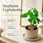 Stephania Plant Live, 3 – 3.5" Rare Caudex Bulb, Compact Stephania Erecta Bulb, Simple-Care Indoor Houseplant, Ideal for Unique Plant Gifts