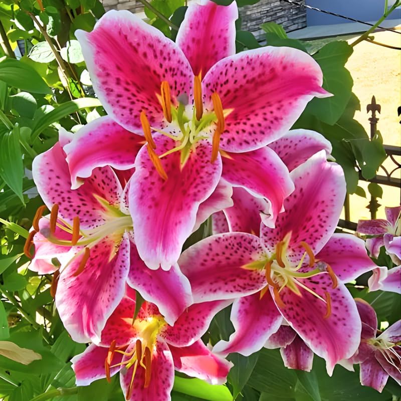 Stargazer Lily Bulbs, 5 Pack Premium 12/14 Size, Fragrant Pink and White Flowering Perennials for Garden Beds