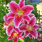 Stargazer Lily Bulbs, 5 Pack Premium 12/14 Size, Fragrant Pink and White Flowering Perennials for Garden Beds