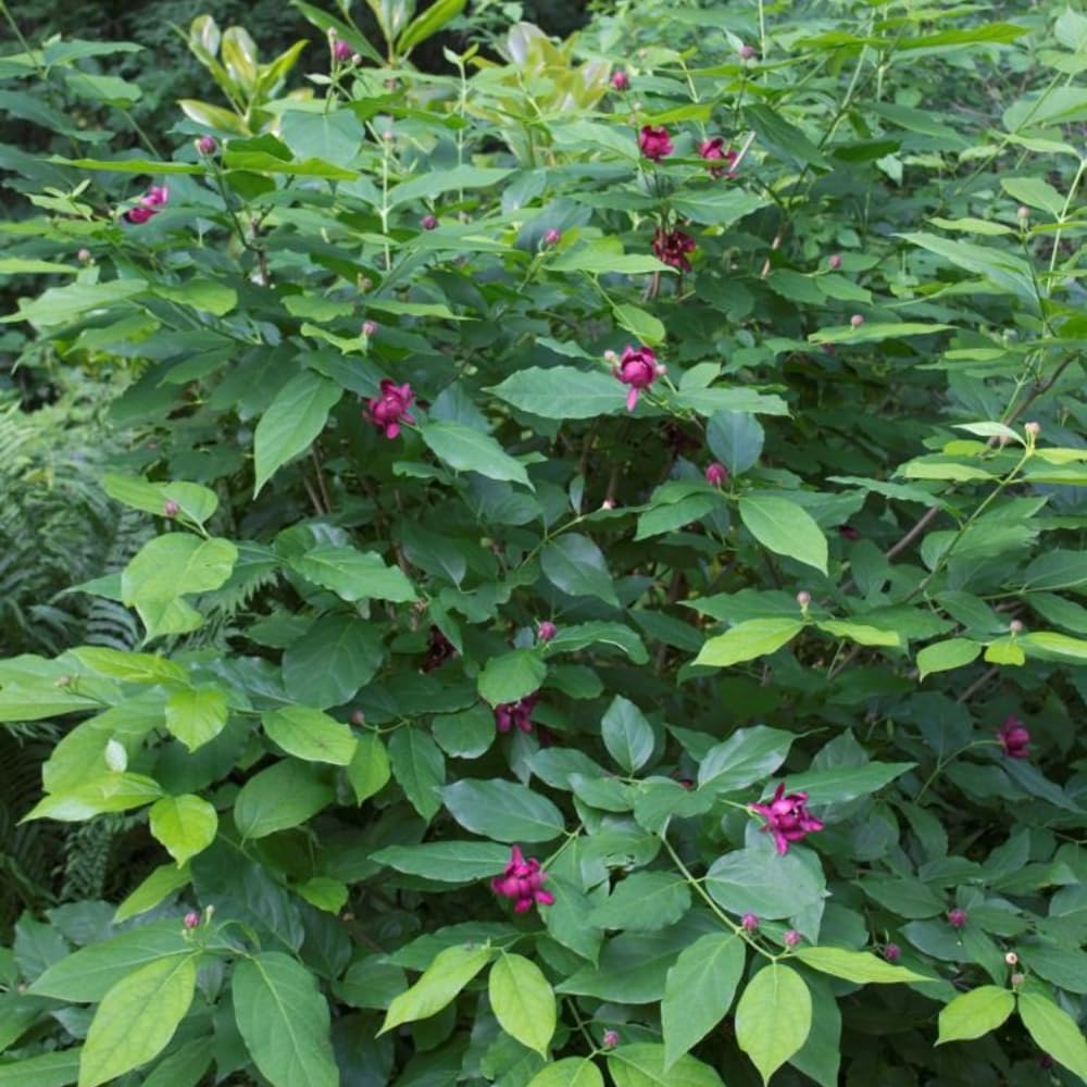 Sweet Shrub Live Plant, 12-18 Inch Tall in 4" Pot, Calycanthus Floridus Fragrant Flowering Shrub, Vigorous Growth Habit Plant