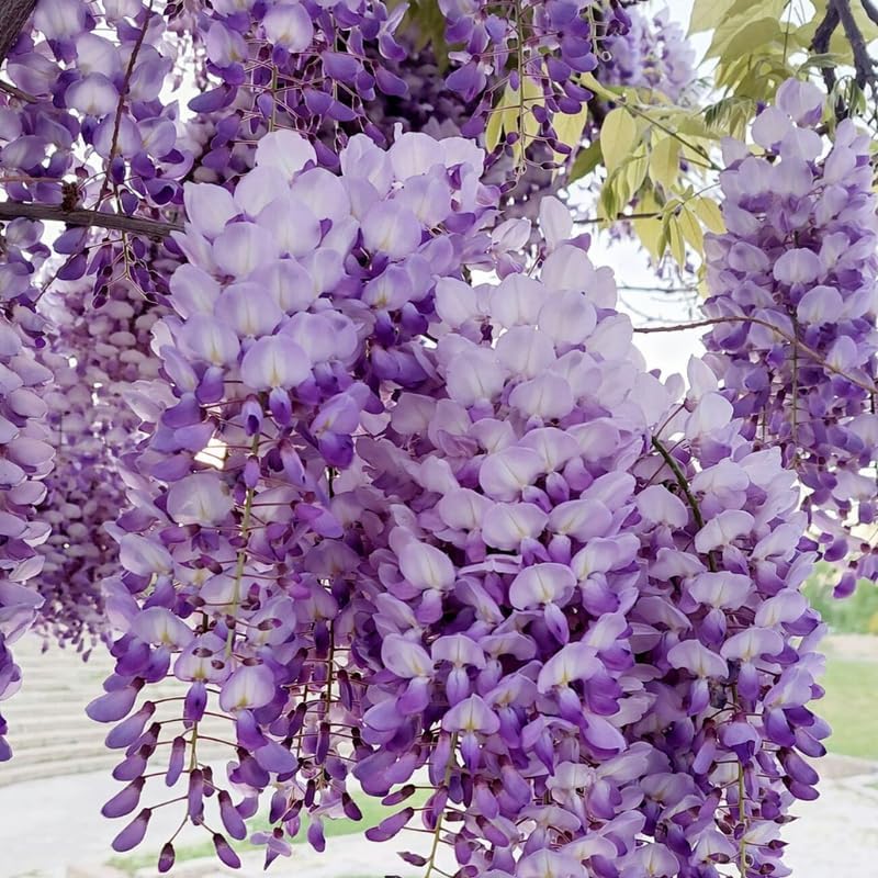 5 Purple Wisteria Live Plant 12-24 Inch, Amethyst Wisteria with Purple Blooms, Fast-Growing Fragrant Flowering Vine, Perfect for Home Décor & Garden Entrances