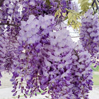 5 Purple Wisteria Live Plant 12-24 Inch, Amethyst Wisteria with Purple Blooms, Fast-Growing Fragrant Flowering Vine, Perfect for Home Décor & Garden Entrances
