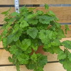 Live Piggyback Plant Tolmiea Menziesii | 4" Potted Native Evergreen Perennial | Shade-Tolerant Indoor Foliage & Well-Rooted Plant