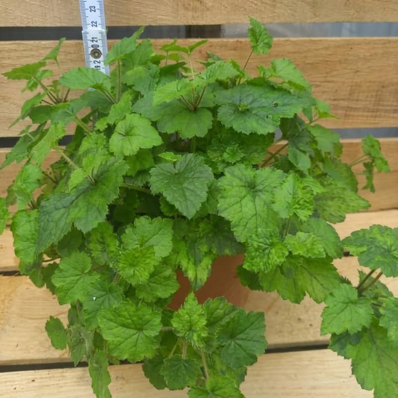 Live Piggyback Plant Tolmiea Menziesii | 4" Potted Native Evergreen Perennial | Shade-Tolerant Indoor Foliage & Well-Rooted Plant