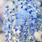 3 Blue Wisteria Plant in 2.5 Inch Pot, Blue Flowering Tree, Easy-Care Climbing Vine for Landscapes, Fences & Outdoor Garden Décor