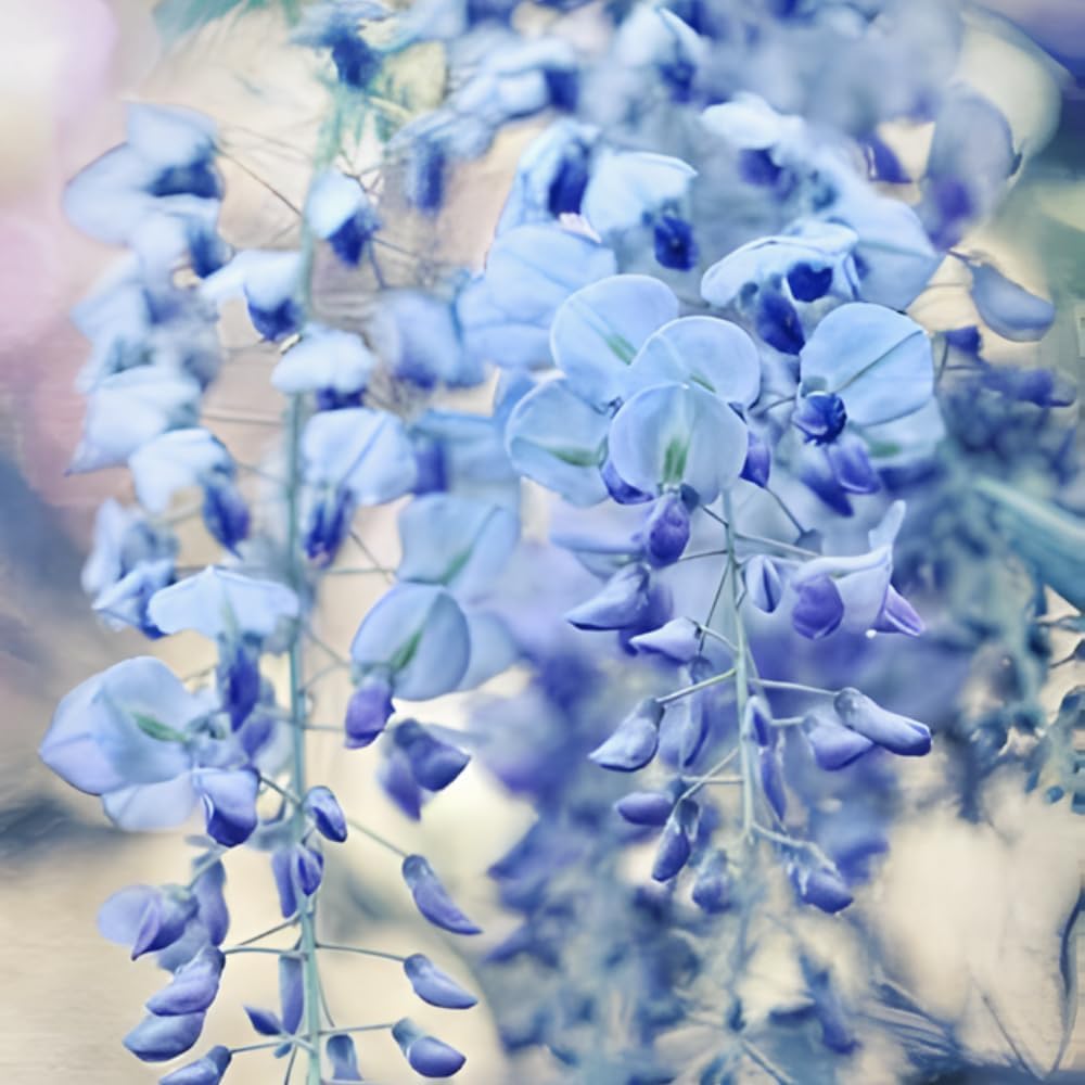 3 Blue Wisteria Plant in 2.5 Inch Pot, Blue Flowering Tree, Easy-Care Climbing Vine for Landscapes, Fences & Outdoor Garden Décor