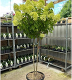 Limelight Hydrangea Shrub Live Plant | 1 Quart Pot | Low Maintenance Flowering Deciduous Tree Alternative | Robust Established Plant for Landscapes