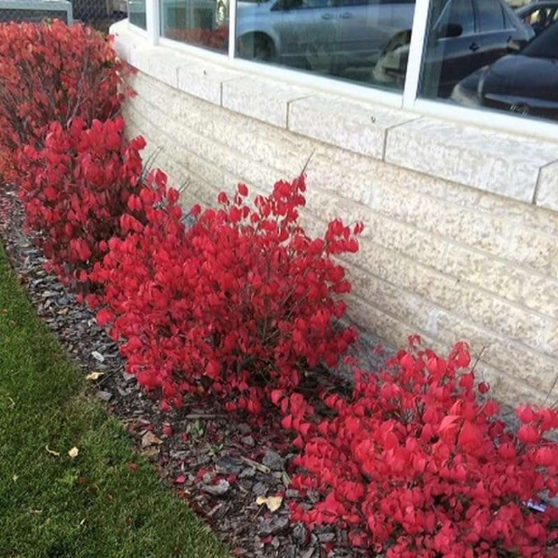 2 Burning Bush Shrub | 8-12 Inch Bare Root Seedlings | Low Maintenance Flowering Deciduous Shrub | Robust Well-Rooted Plants for Home Garden