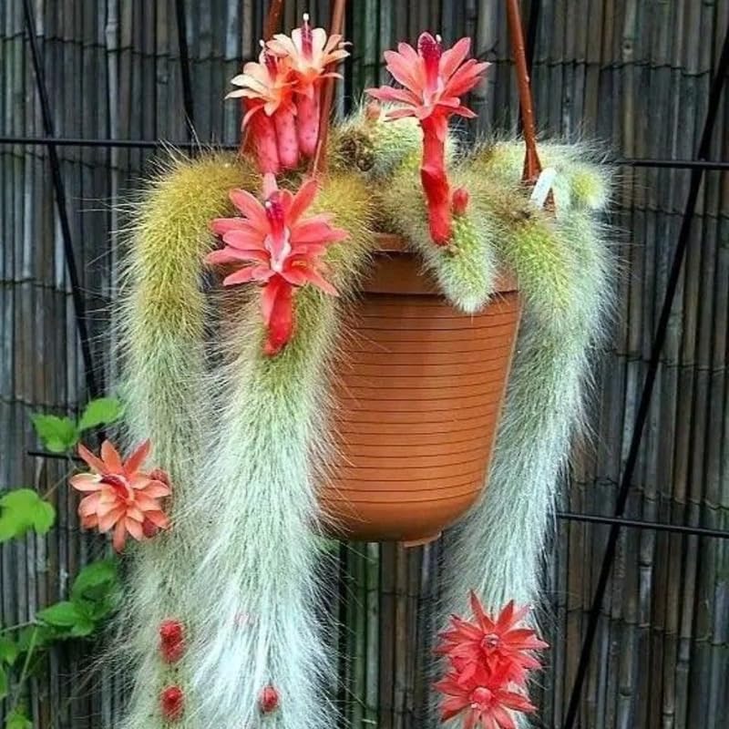 2 Live Monkey Tail Cactus, 2" Potted Plant, Easy Care Indoor Greenery, Decorative Long Trailing Cactus for Shelves and Bright Spaces