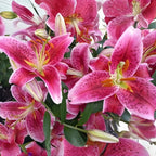 Stargazer Lily Bulbs, 5 Pack Premium 12/14 Size, Fragrant Pink and White Flowering Perennials for Garden Beds