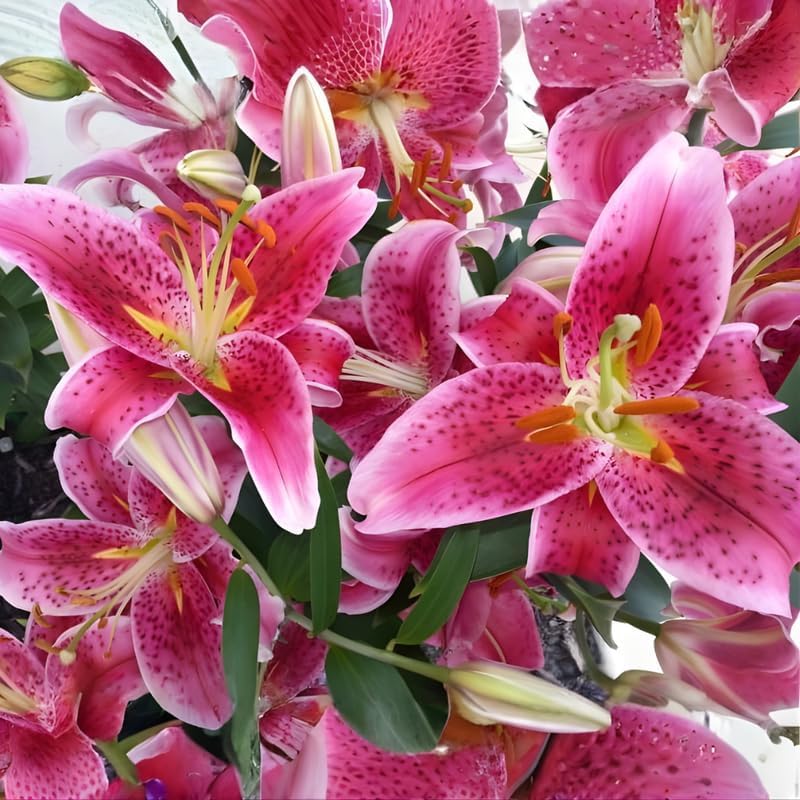 Stargazer Lily Bulbs, 5 Pack Premium 12/14 Size, Fragrant Pink and White Flowering Perennials for Garden Beds