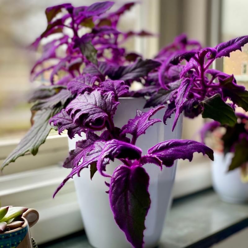 Purple Passion Plant Live - Gynura | Size 4 Inch Tall | Easy to Grow Indoor Houseplant for Home & Office | Vibrant Purple Velvet Foliage, Low Maintenance