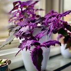 Purple Passion Plant Live - Gynura | Size 4 Inch Tall | Easy to Grow Indoor Houseplant for Home & Office | Vibrant Purple Velvet Foliage, Low Maintenance