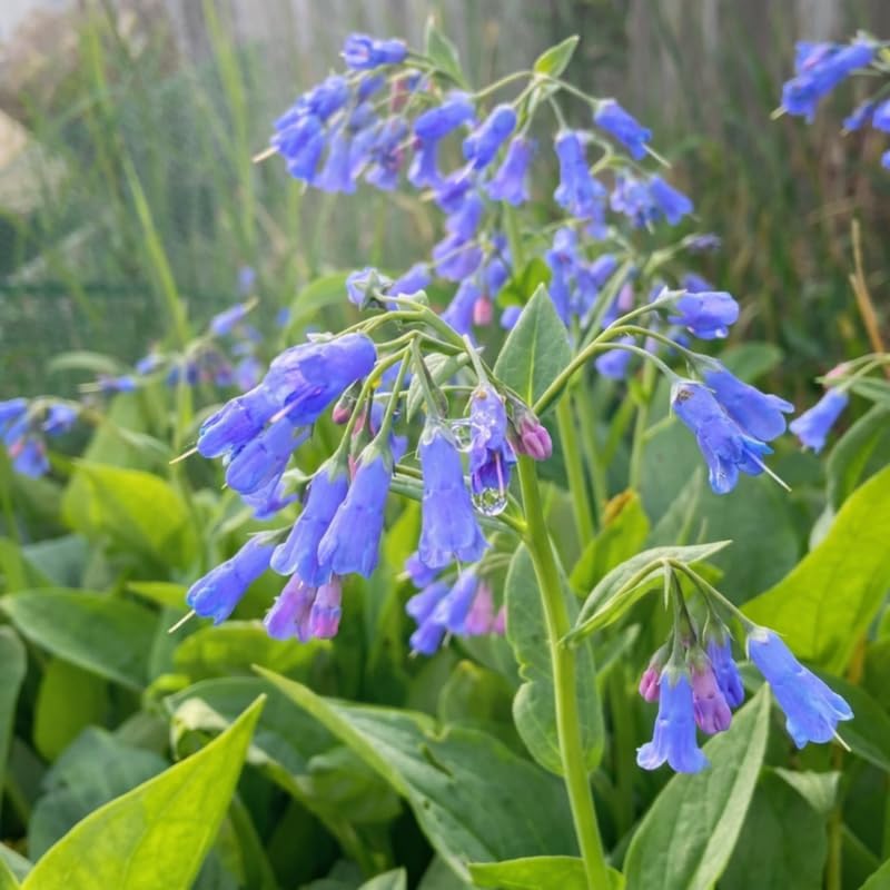 20 Virginia Bluebells Plants Roots, Easy to Grow Mertensia Virginica, Low Maintenance Bell-Shaped Blue Flowers for Shaded Landscaping