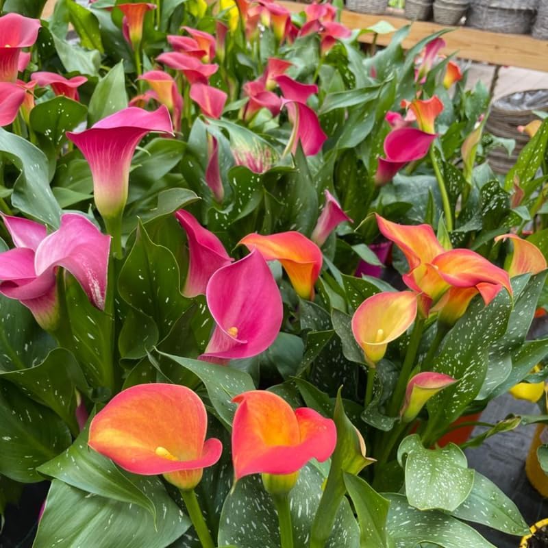 Calla Lily Bulbs Mix, 3 Piece Assorted, Hardy Red, Purple, and Bicolor Flowering Bulbs for Spring and Summer Planting
