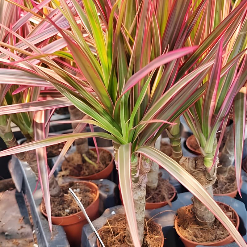 Dracaena Marginata Live Plant, Dragon Tree in 6 Inch Pot, Low-Maintenance Houseplants Live, Ideal Indoor Accent for Home & Office, Unique Gift for Plant Lovers