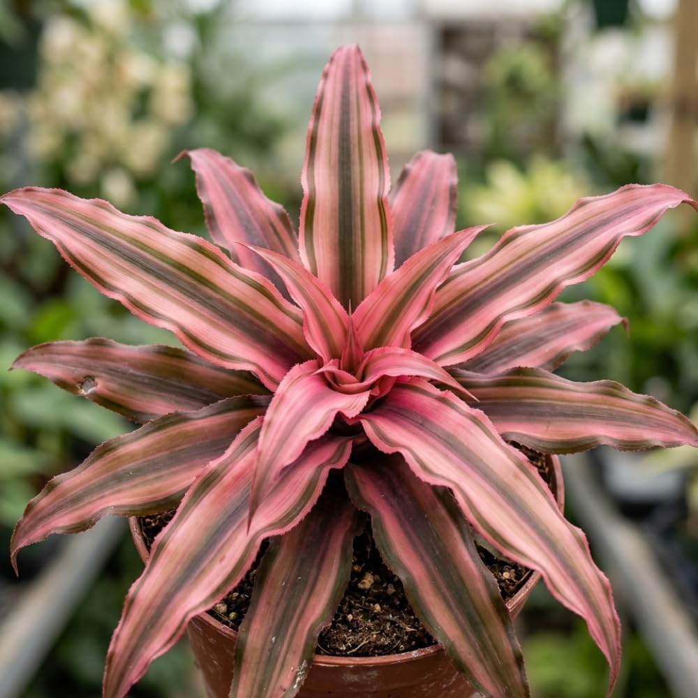 Pink Earth Star Plant, 4" Potted Cryptanthus Le Rey, High-Vigor Low Maintenance Indoor Bromeliad for Desks, Pet-Friendly Striped Pink Foliage