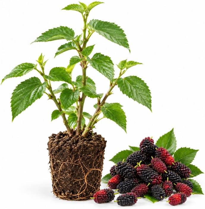 Boysenberry Plant, Boysenberry Berry Bush 3-6" Tall