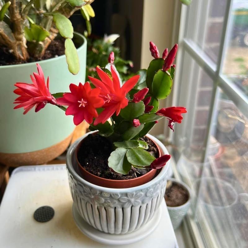 Orange Easter Cactus Plants Live, Spring Cactus Plant 3 Inch Tall, Compact Flowering Easter Cactus, Low Maintenance Indoor Houseplant for Modern Décor