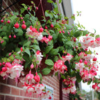 Fuchsia Plants Live, Double Red Fuchsia, 6-12 Inch Tall, Marinka Variety, Fast Growing Deciduous Flowering Shrub, Well-Rooted Plant