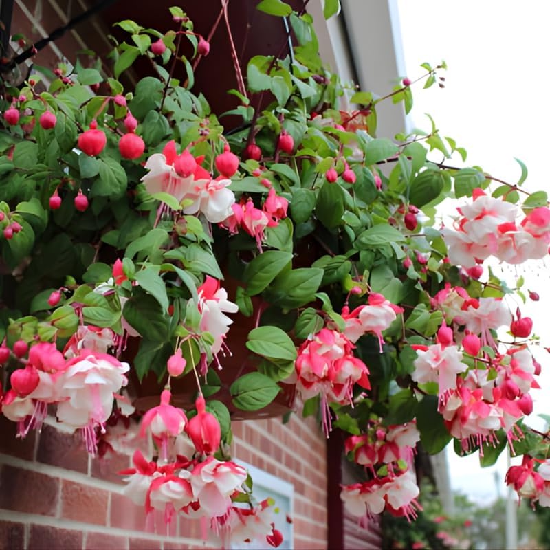 Fuchsia Plants Live, Gold and Red Foliage, 6-12 Inch Tall, Autumnale Variety, Fast Growing Deciduous Flowering Shrub, Well-Rooted Plant