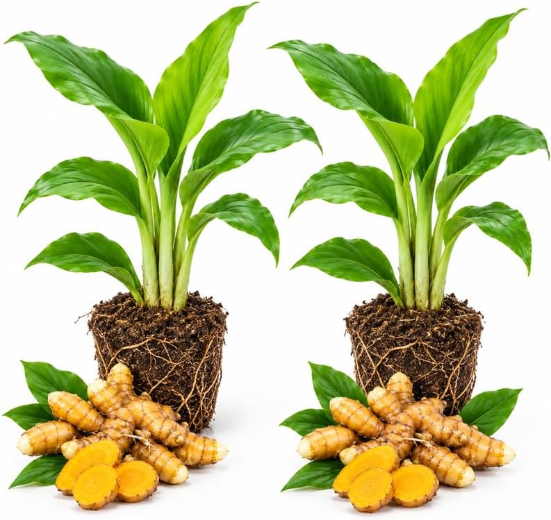 2 Yellow Turmeric Plant Live, Ginger Curcuma Longa 6-12" Tall
