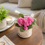 Pink African Violets Live Plant Bare Root, Easy Care Violets Plant Live, Low Light Flowering Houseplant, Ideal for Indoor Decoration & Window Sill Garden