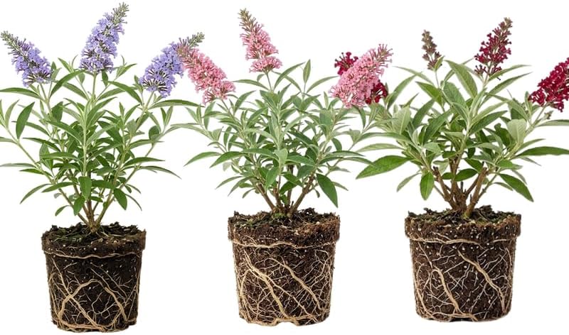 Assorted Butterfly Bush Plant Live, 3 Buddleia Plant 4-6" Tall, Well-Rooted Cold-Hardy Shrubs, Fragrant Blooms for Pollinator Gardens