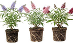 Assorted Butterfly Bush Plant Live, 3 Buddleia Plant 4-6" Tall, Well-Rooted Cold-Hardy Shrubs, Fragrant Blooms for Pollinator Gardens