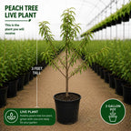 (No Ship to CA,HI,AK) Flordaking Peach Tree Live Plant in 3 Gallon Pot, High Yield, Fast Growing, Sweet Juicy Peach Fruit Tree for Garden, Patio & Outdoor Planting