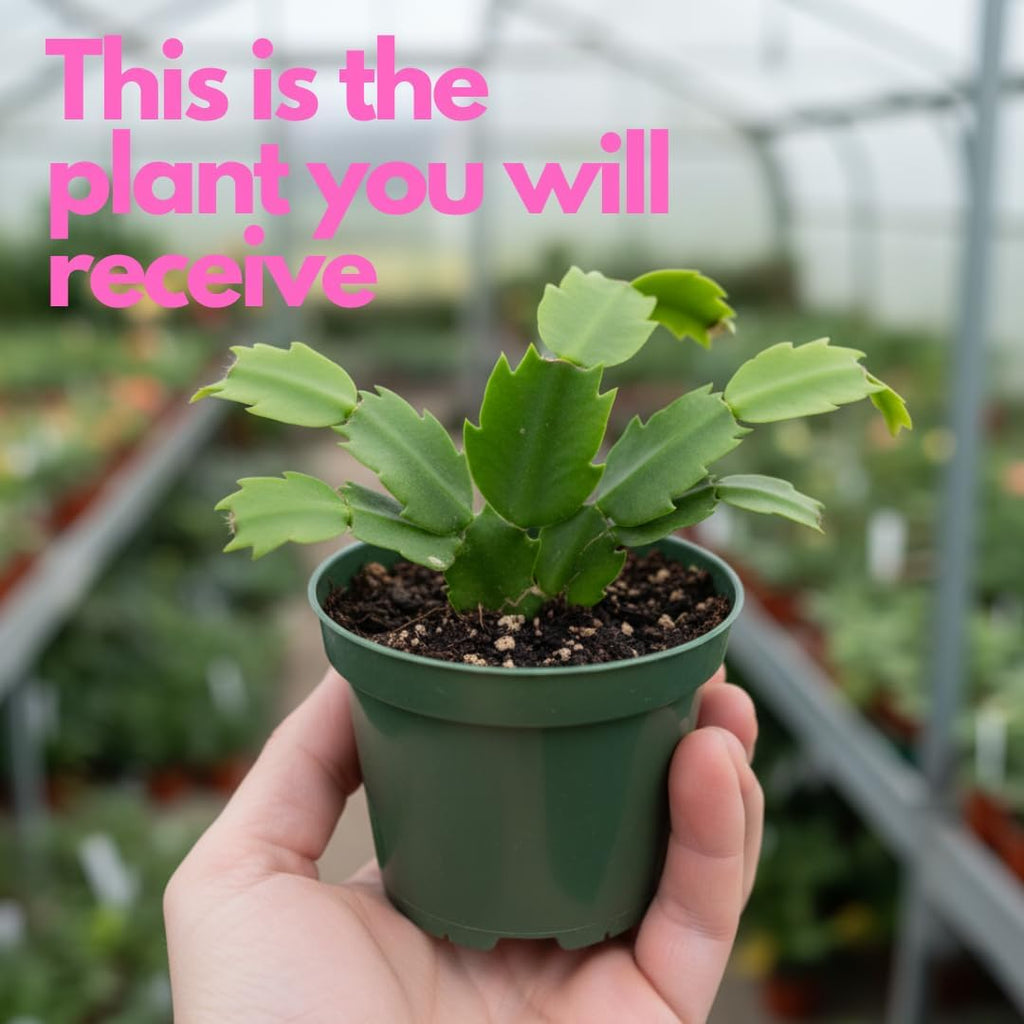 Yellow Christmas Cactus Live Houseplant | 3–4 Inch Well-Rooted Schlumbergera | Indoor Flowering Plant Gift for Birthdays & Housewarming