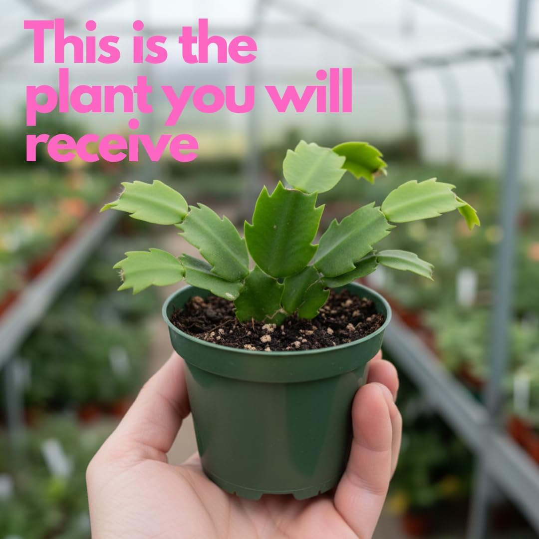 Yellow Christmas Cactus Plant for Planting | 3 to 4 Inch Tall Indoor | Live Christmas Plants Indoor Bareroot | Gift Card Presents for Mom Birthday Gift for New Home