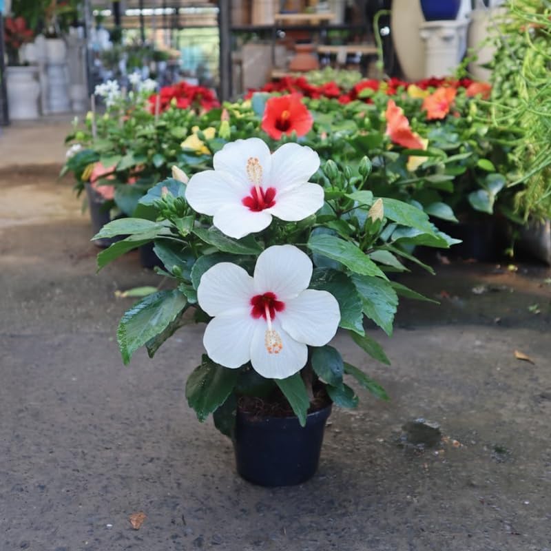 2 Red Heart Althea Rose of Sharon Live Plant | 12–18 Inch Tall | White Hibiscus Plant Featuring Red Center Flowers | Hardy Outdoor Flowering Shrub for Garden, Yard & Landscape Planting