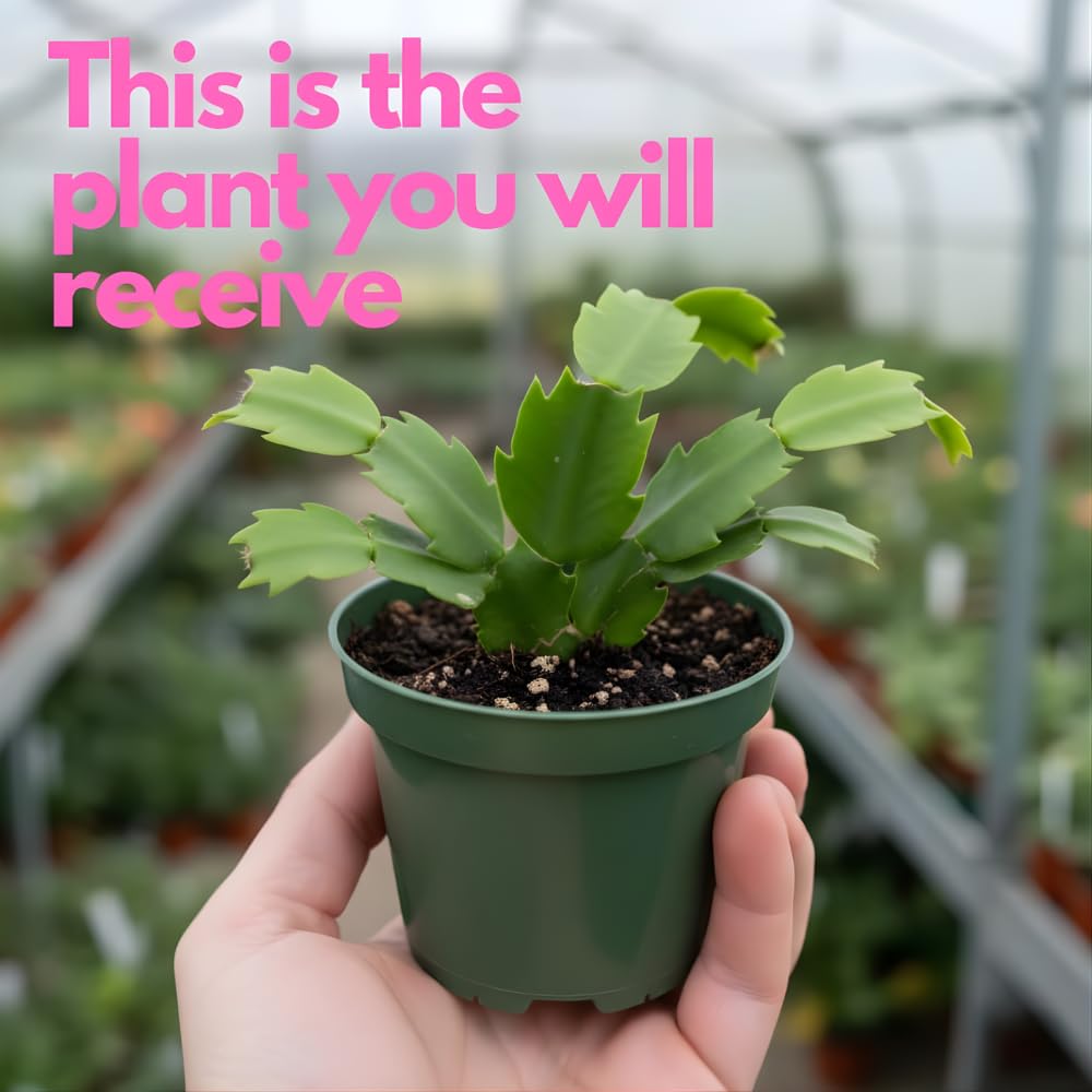 Orange Christmas Cactus Plant, 5-6 Inch Tall, Winter Blooming Succulent Starter for Home Décor, Low Maintenance Plant for Bright Indoor Spaces and Holiday Gifts