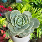 Live Succulent Graptoveria Lovely Rose Plant, 2 Inch Pot, Rose-Shaped Succulent, Small Decorative Indoor Plant for Desks