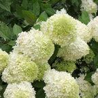2 Limelight Hydrangea Live Plants | 1-2 Feet Tall Bare Root Seedlings | Paniculata Flowering Shrub for Backyard and Landscape | Well-Rooted