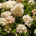 2 PeeGee Hydrangea Live Plant Bush Shrub | 12-24" Rooted Cuttings | Cold-Hardy Panicle Flowering Shrub | White to Pink Autumn Blooms