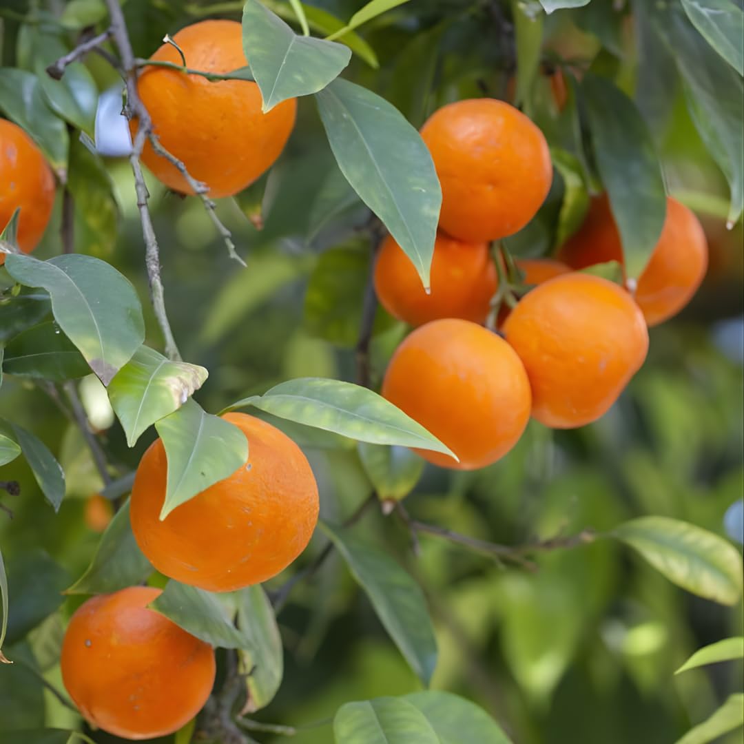 (No Ship to CA,HI,AK) Hamlin Orange Trees Live Plants| 1 Gallon Live Potted Citrus Plant | Sweet Juicy Fruit Tree for Indoor & Outdoor Spaces