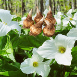 5 White Trillium Bulbs for Planting, Large Bulbs, Perennial Flower Bulbs for Outdoor Garden and Woodland Landscaping