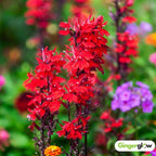 20 Red Cardinal Flower Live Roots, Lobelia Cardinalis, Hardy Perennial Flower, Ready to Plant for Outdoor Garden & Landscaping