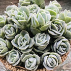 Succulent Plant, Graptoveria Lovely Rose, 2 Inch Pot Size, Unique Rose Appearance Small Plant for Bright Indoor Spaces