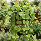 Peperomia Hope Live Plant, 4'' Inch Pot, Easy-Care Peperomia Live Indoor Houseplant, Attractive Trailing Houseplant for Home & Office Décor