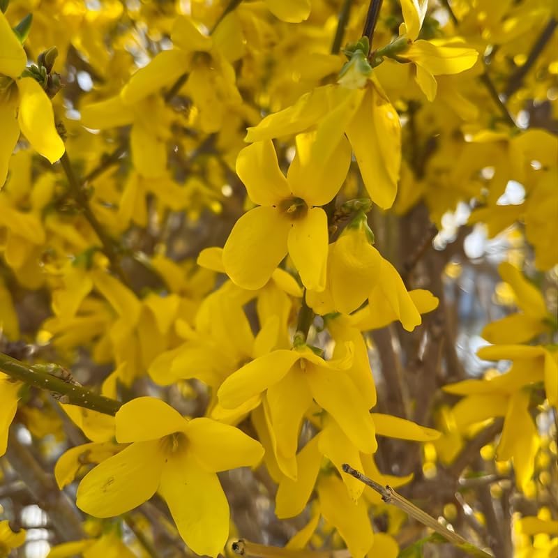 Lynwood Gold Forsythia Live Shrub | 2.5-Inch Potted Forsythia Bush | Outdoor Plant for Landscape Use | Great for Garden Borders