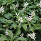 10 Allegheny Spurge Roots, Pachysandra Procumbens, Shady Groundcover for Erosion Control, Cold-Hardy Mountain Spurge