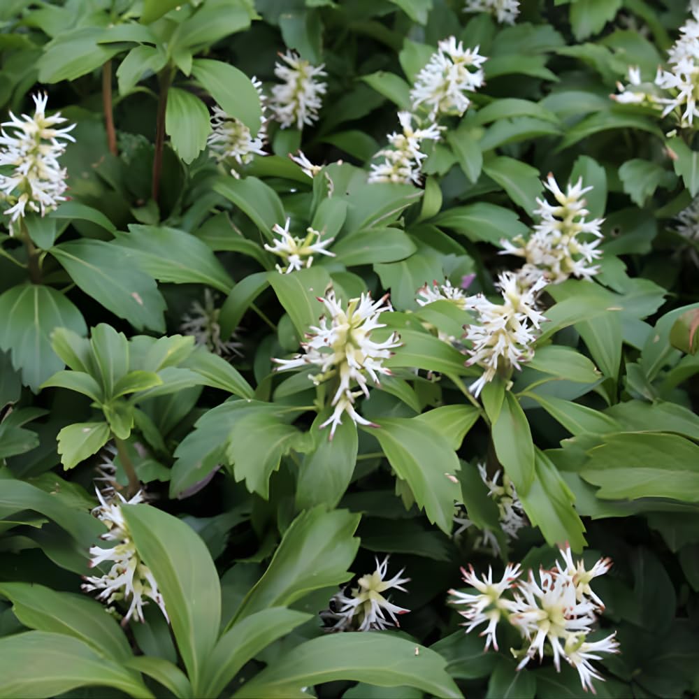 5 Allegheny Spurge Roots, Pachysandra Procumbens, Shady Groundcover for Erosion Control, Cold-Hardy Mountain Spurge