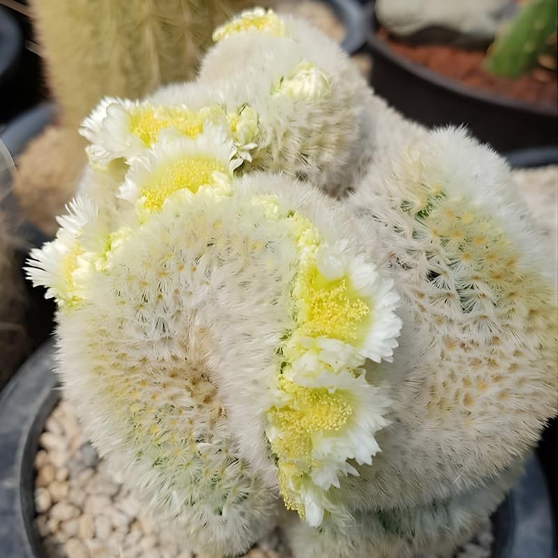 Mammillaria Cristata Golden Brain Cactus Live Plant | Rare Crested Cactus Plant | Live Cactus in 2.5-6" Inch Pot | Ideal for Collectors & Modern Home Décor