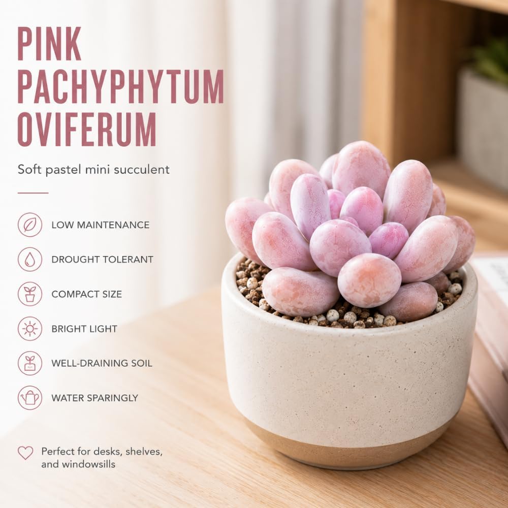 Live Succulent Plant, Pachyphytum Oviferum Pink Moonstone Plant, 2" Pot, Easy to Care Drought Tolerant Décor, Low Maintenance Compact Succulent
