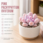 Live Succulent Plant, Pachyphytum Oviferum Pink Moonstone Plant, 2" Pot, Easy to Care Drought Tolerant Décor, Low Maintenance Compact Succulent