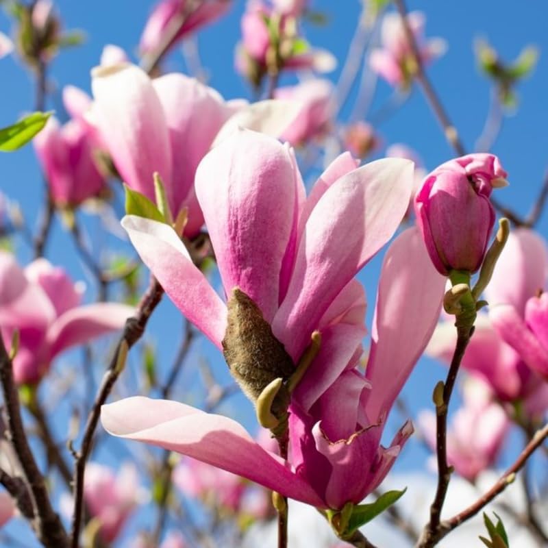 2 Jane Magnolia Plants Live | Jane Magnolia Tree Live Plant for Outdoor Growing | 8–12 Inches Tall Rooted Cuttings | Ideal for Garden Planting and Landscape Use