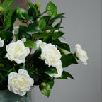 Grand Duke Jasmine Live Plant – 4–5 Inch Tall Tuscany Jasmine | Fragrant Flowering Houseplant | Gift Story Card Included | Friendship & New Home Gift for Women